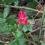 Explore Kep town & the national park hiking include lunch - Transport, Group Size, and Price