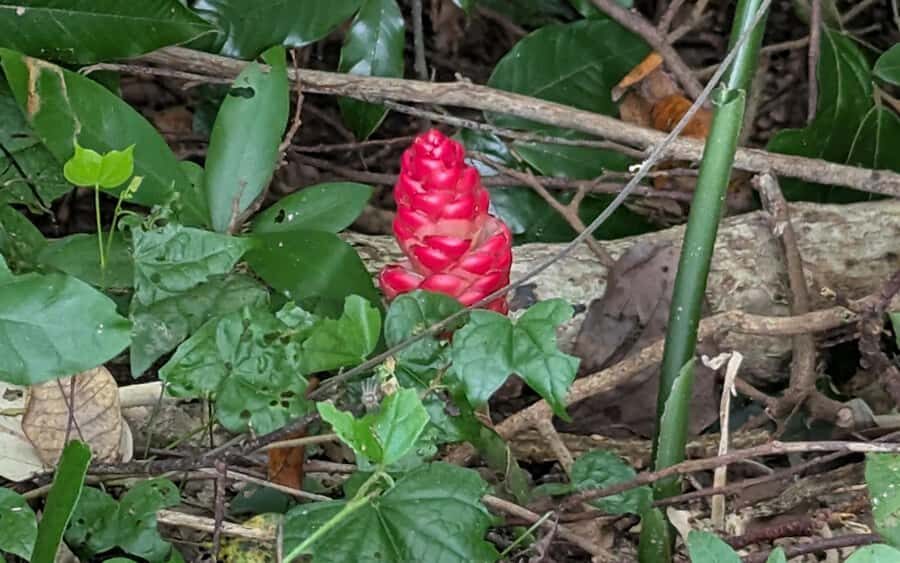 Explore Kep town & the national park hiking include lunch - Transport, Group Size, and Price