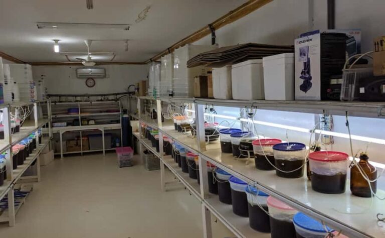 Explore Lomboks Pearl Farm & Pearl-Making Secrets - Why It’s a Good Choice for Your Lombok Trip