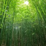 Explore Sapa with Dinh-Sapa Villages & Rice Fields, Culture - Why Choose This Tour?