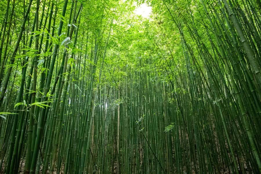 Explore Sapa with Dinh-Sapa Villages & Rice Fields, Culture - Why Choose This Tour?