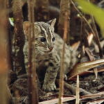 Explore Wild Wonders of Yala - Wildlife Highlights