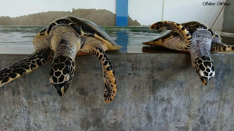 Exploring : Galle, Madu River & Turtle Hatchery Adventure - Detailed Breakdown of the Tour