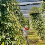 Exploring Kampot With SUV Car By English Local Tour Guide - What’s Included and What’s Not