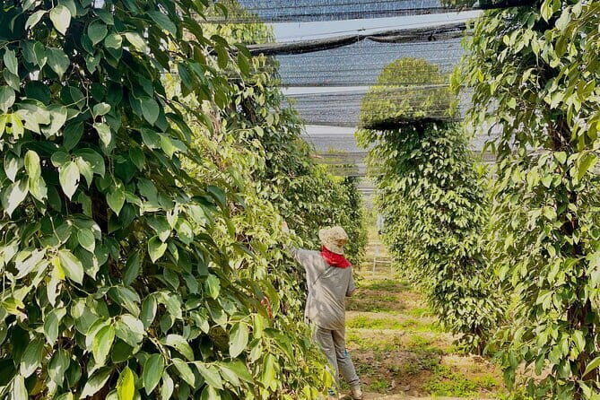 Exploring Kampot With SUV Car By English Local Tour Guide - What’s Included and What’s Not  