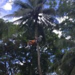 Falmouth: Dunn's River Falls, Blue Hole, and Zipline Tour - Practical Travel Details