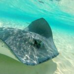 (Family owned) Stingray city sandbar, Starfish Beach & Snorkeling - Authentic Encounters & Review Highlights