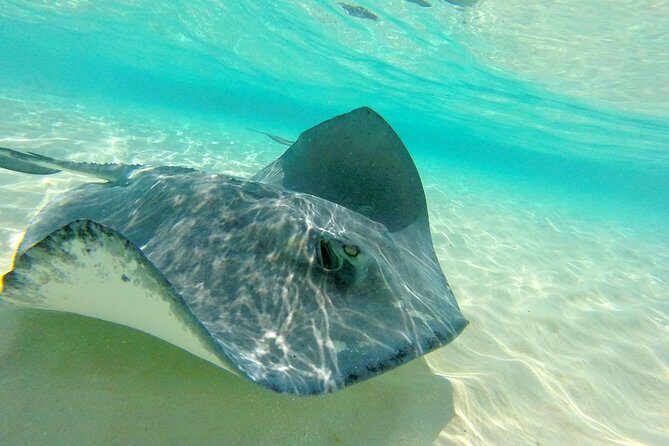 (Family owned) Stingray city sandbar, Starfish Beach & Snorkeling - Authentic Encounters & Review Highlights