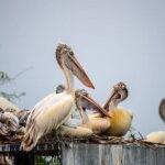 Fatehpur Sikri, Bird Sanctuary, Chand Baori Jaipur Drop from Agra - Bharatpur Bird Sanctuary: A Birdwatchers Paradise