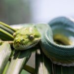 Featherdale Wildlife Park with Exclusive Private Transfers - The Value of the Experience