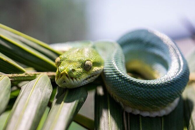 Featherdale Wildlife Park with Exclusive Private Transfers - The Value of the Experience