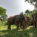 Feed Me Banana Elephant Experience Short Activity - Why Travelers Love This Experience