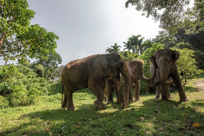 Feed Me Banana Elephant Experience Short Activity - Why Travelers Love This Experience