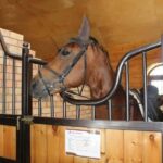 Fergana: Valley Horses Complex Tour with Horse Riding - The Significance of the Karabair Breed