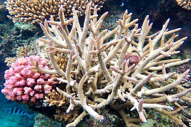 Fijis Best Dolphins tour and Snorkeling Adventure - Transport and Timing