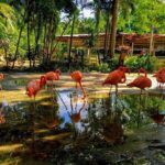 Flamingo March & Pirates Adventure Tour Nassau - Authentic Insights from the Review