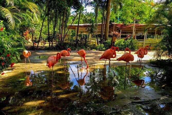 Flamingo March & Pirates Adventure Tour Nassau - Authentic Insights from the Review