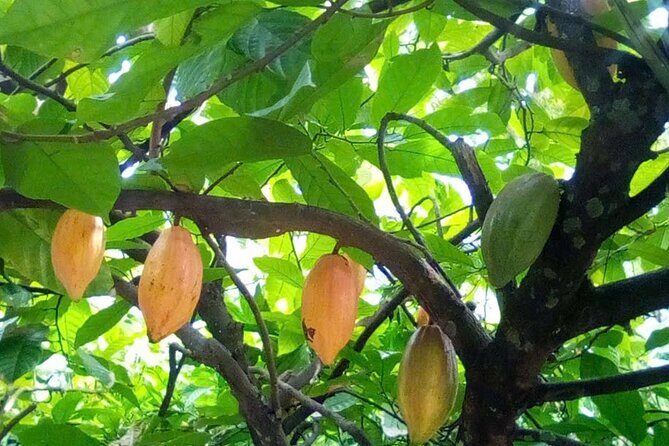 Floating Market Tour 5:30-11:00 - Practical Details and Tips