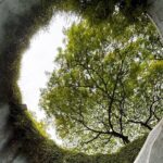 Fort Canning and Singapore River Join In Walking Tour - Meeting Point and Timing