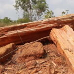 Fossil Walk  Unearthing Ancient Secrets near Pondicherry - FAQ