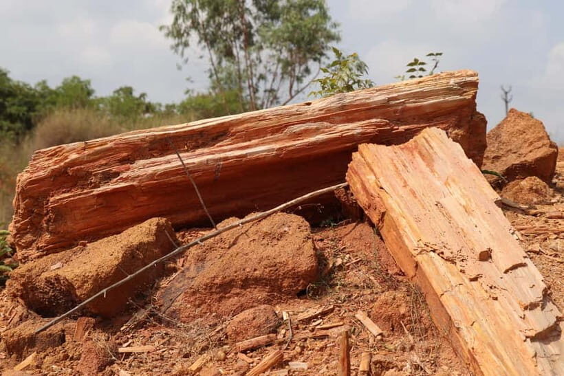 Fossil Walk Unearthing Ancient Secrets near Pondicherry - FAQ