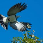Franz Josef: Franz Josef Glacier Lookout Guided Walk - An In-Depth Look at the Franz Josef Glacier Guided Walk