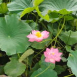 French-speaking tour of Tokyo between modernity and tradition - Practical Details & Considerations