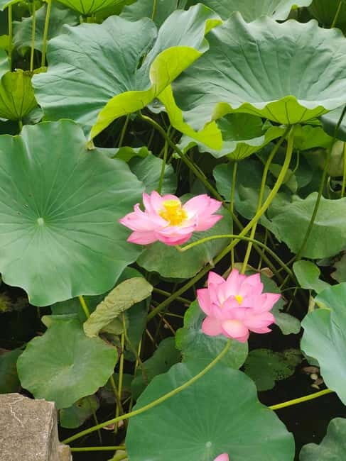 French-speaking tour of Tokyo between modernity and tradition - Practical Details & Considerations