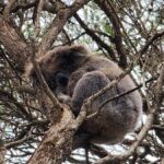 From Adelaide: Premium 2-Day Kangaroo Island Minibus Tour - The Journey Begins: From Adelaide to Kangaroo Island