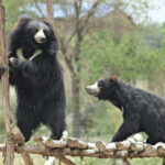 From Agra: SOS Elephant Conservation & Bear Rescue Day Trip - A Closer Look at the Itinerary