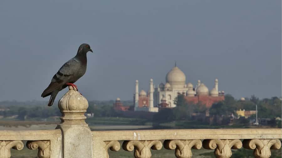 From Agra: Taj Mahal, Agra Fort & Baby Taj Guided Tour - What’s Included and What to Consider