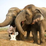 From Agra: Visit to Wildlife SOS Elephant Conservation Trip - What’s Included & Not Included?