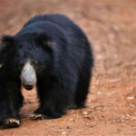 From Anuradhapura: Full Day Wilpattu's Wild Wonders -Private - An In-Depth Look at Wilpattu Safari from Anuradhapura