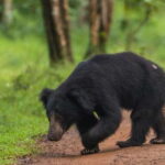 From Anuradhapura: Wilpattu National Park Half-Day Safari - The Itinerary: A Simple but Effective Route