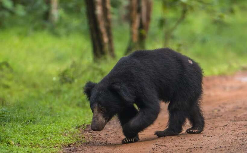 From Anuradhapura: Wilpattu National Park Half-Day Safari - The Itinerary: A Simple but Effective Route