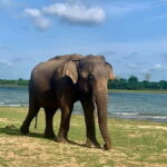 From Anuradhapura: Wilpattu National park Safari - The Full Experience: What You Can Expect