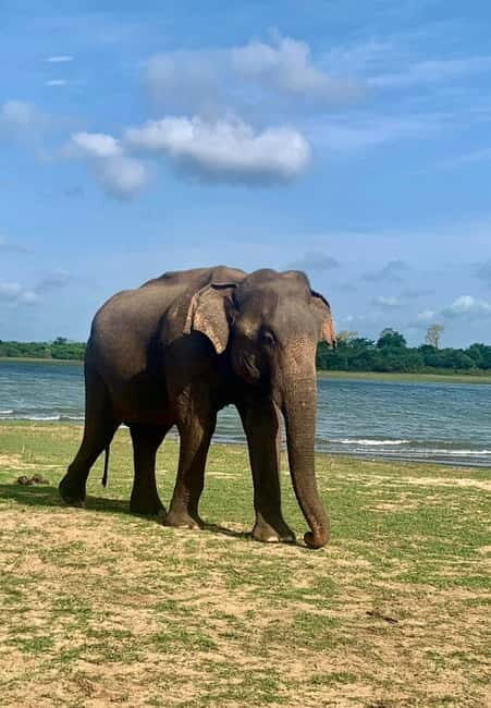 From Anuradhapura: Wilpattu National park Safari - The Full Experience: What You Can Expect