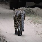 From Anuradhapura : Wilpattu Wild Haven Full-Day Safari - Introduction to the Wilpattu Safari Experience