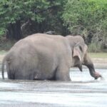 From Anuradhapura : Wilpattu Wild Haven Full-Day Safari - Why This Tour Stands Out
