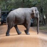 From Anuradhapura:Wilpattu Full-Day Wildlife Safari. - Practical Details and Considerations
