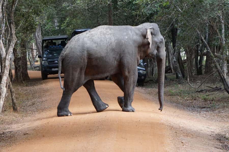From Anuradhapura:Wilpattu Full-Day Wildlife Safari. - Practical Details and Considerations