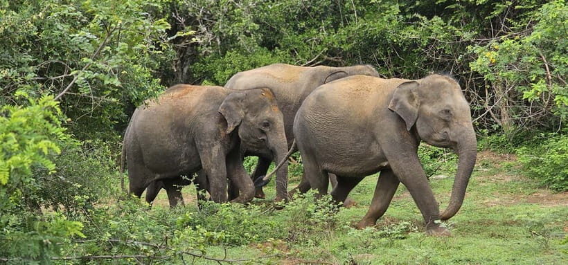 From Around Tangalle: Half-Day Yala Safari Private Tour(M/E) - What’s Included and What’s Not  