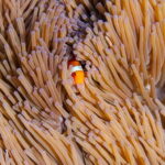 From Bali: Nusa Penida Private Snorkeling Tour with Lunch - What Makes This Tour Stand Out?