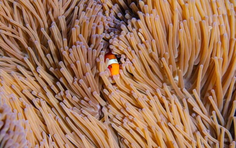 From Bali: Nusa Penida Private Snorkeling Tour with Lunch - What Makes This Tour Stand Out?