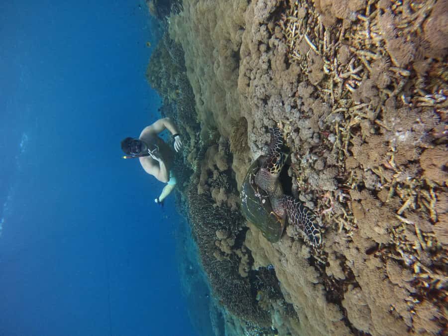 From Bali to Nusa Penida and Snorkel with Manta Ray + Lunch - An In-Depth Look at the Tour Experience