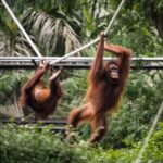 From Bali: Zoo Breakfast with Orangutans & Elephant Bath - The Itinerary Breakdown