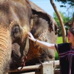 From Bangkok: Elephant Park Tour with Feeding & Mud Spa - A Closer Look at the Tour Itinerary