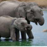 From Bentota/Kalutara: Magical Journey to Kandy & Pinnawala - Pinnawala Elephant Orphanage: The Heartwarming Encounter