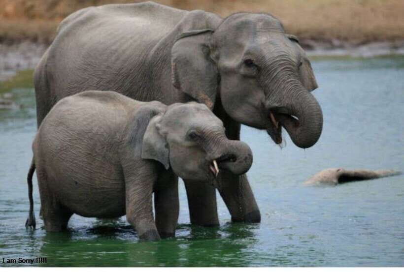 From Bentota/Kalutara: Magical Journey to Kandy & Pinnawala - Pinnawala Elephant Orphanage: The Heartwarming Encounter
