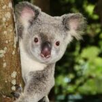 From Brisbane: Queensland Zoo and Sunshine Coast Day Trip - Detailed Analysis of the Experience